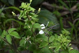 Image result for Cleome aculeata