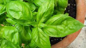 When to start pruning basil? How To Grow And Harvest Basil Keeping Kitchen Herbs Fresh Utopia