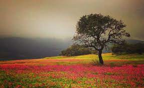 Do read this article to know more. With More Than 850 Species Of Flowering Plants Here S All You Need To Know About Kaas Plateau The Valley Of Flowers In Maharashtra