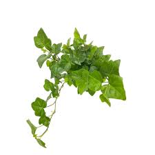 What is the best fertilizer for english ivy? English Ivy Care Guide Planterina Planterina
