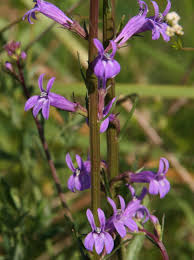 Image result for Lobelia pteropoda