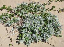 Image result for Arctotheca populifolia