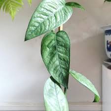 Monstera Siltepecana Houseplants House Plants Indoor House Plants Plants Are Friends
