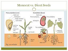 Monocot Vs Dicot Plant Science Seed Structure Biology Plants
