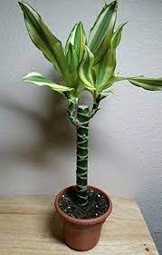 Check spelling or type a new query. Creme Green Corn Plant Dracaena 6 Pot Easy To Grow House Plant Amazon Com Grocery Gourmet Food