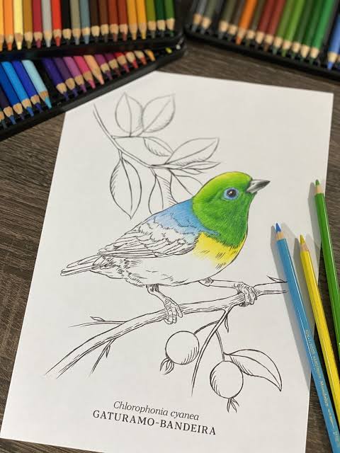 desenho de passarinho só os traços.