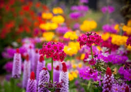 New products on sale weekly and great budget friendly prices. Dobies Vegetables Plants Flowers Seeds Garden Supplies Dobies