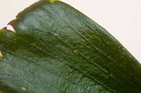 They hang out on most vegetable crops and are found throughout north america. How To Get Rid Of Scale On Your Plants