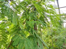 Image result for Acacia schweinfurthii