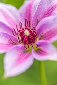 We did not find results for: Clematis Macro By Alan Shapiro
