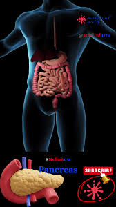 Image result for pancreas location