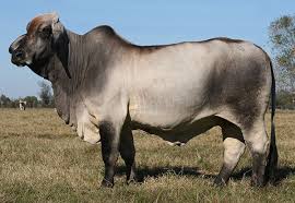 As the first beef breed developed in the u.s., brahman cattle are the common thread connecting other american breeds developed in the last century. Females Double A Brahmans Brahman Cattle Mission Texas