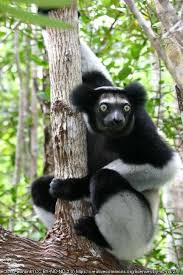 Pin By Saღia Sคlee๓ On Primates Weird Animals Animals Lemur