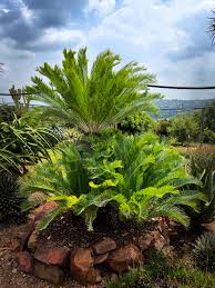 Image result for Eccoptocarpha