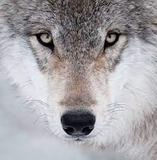 countryjade wolf dog wolf life wolf pictures