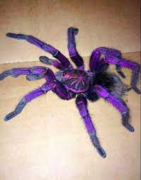 This is about 2 hours compressed into 45 seconds. Purple Tarantula Spider Beautiful Bugs Tarantula