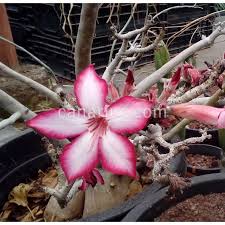 Image result for Adenium multiflorum