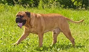 Bullmastiff Breed Facts And Information Petcoach