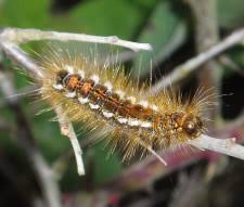 The caterpillars of the psychidae family of micro moths are often referred to as bag worms or case bearers because of their portable cases made out of plant material. Rearing Caterpillars Amateur Entomologists Society Aes