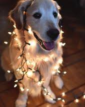 Dog Puppy Pup Photooftheday Nature Animals Instagood Ilovemydog Pet Animal Eyes Petsagram Dog Cute Dog Wallpaper Cute Baby Animals Cute Funny Dogs