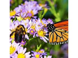 We did not find results for: Bee Butterfly Flower Seed Mat