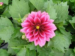 Pembayaran mudah, pengiriman cepat & bisa cicil 0%. Umbi Bunga Dahlia Community Facebook