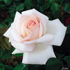La rose eddy mitchell ® meirysett est absolument inédite avec ses pétales rouge foncé à reflets noirs dont le revers est jaune d'or. Edelrose Meilland Schloss Ippenburg Rosa Meilland Schloss Ippenburg Duftrosen Garten Schluter