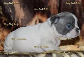 Browse thru our id verified puppy for sale listings to also, be sure to check the french bulldog dog breeder listings in our dog breeder directory, which feature upcoming dog. Beautiful French Bulldog Puppies Seattle Frenchies Facebook