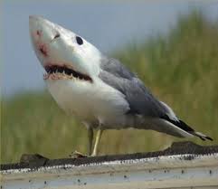 18 Animal Mashups Weird Animals Photoshopped Animals Animal Mashups