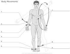Body movements should look natural. Anterior Body Unlabeled Google Search Human Body Worksheets Basic Anatomy And Physiology Human Body Vocabulary
