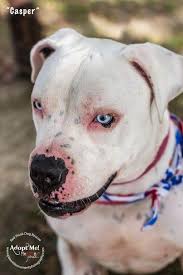 For stud now 13 months old he is getting thicker and thicker every day grazy big head hughe bone wide chest.www.bullforce.nl we. Dog For Adoption Casper Blue Eyed Hunk Needs An Angel An American Bulldog Pit Bull Terrier Mix In Gilbertsville Pa Petfinder