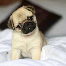 Pugs Pug Hayvanlar