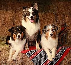 Puppyfinder.com is your source for finding an ideal australian shepherd puppy for sale near portland, oregon, usa area. Australian Shepherd Breeders Oregon