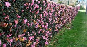 Camellia A Beautiful Hedge Plant Garden Hedge Garden Hedges Hedges Landscaping Hedges