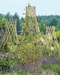 Expandable Willow Trellises Climbing Plants Willow Garden Plants