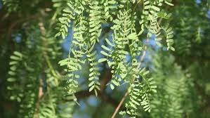 Image result for Cineraria mazoensis