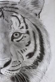 old tiger drawing by maddie marie on deviantart tiger drawing pencil drawings of animals animal drawings
