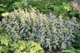 Image result for Lamium galeobdolon