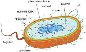 Many protozoa have contractile vacuoles, which collect and expel excess water, and extrusomes eukaryotes have a smaller surface area to volume ratio than prokaryotes, and thus have lower eukaryote — noun any of the single celled or multicellular organisms, of the taxonomic domain. Why Do Prokaryotes Have Cell Walls And How Do They Work Quora