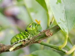 The caterpillar is the growing stage in the insect's life and it will moult several times to enable its body to expand.the stage between each moult is called an instar and most species undergo this. A Truly Helpful Caterpillar Identification Chart Animal Sake