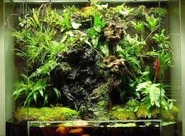 Vivarium Fish Tank Plants Vivarium Freshwater Plants