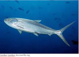 Ikan bawal ini biasanya berada di perairan air tawar. Jenis Jenis Ikan Di Laut Beserta Gambar Informasi Pancing Kita