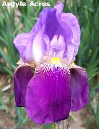 TbJuliaMarlowe < TbFthruJ < Iris Wiki