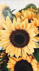For fall wallpaper 94 49 best ideas. Click Here To Download Download Cute Wallpaper Pinterest Click Here To Dow Sunflower Iphone Wallpaper Sunflower Wallpaper Flower Wallpaper