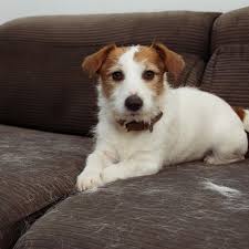hundehaare entfernen mit diesen tipps gelingt es stern de
