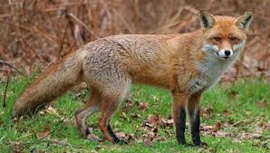 Wild Dogs Of North America Pet Fox Wild Dogs American Red Fox