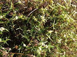 Image result for Spermacoce natalensis