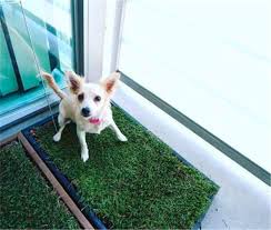 Check spelling or type a new query. Solving The Pet Pee Needs In An Urban High Rise Apartment