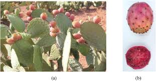 Rugged, versatile, and uniquely beautiful; Physicochemical Evaluation Of The Fruit Pulp Of Opuntia Spp Growing In The Mediterranean Area Under Hard Climate Conditions