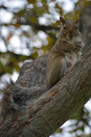 Mother Squirrel Photograph By Shay Lee